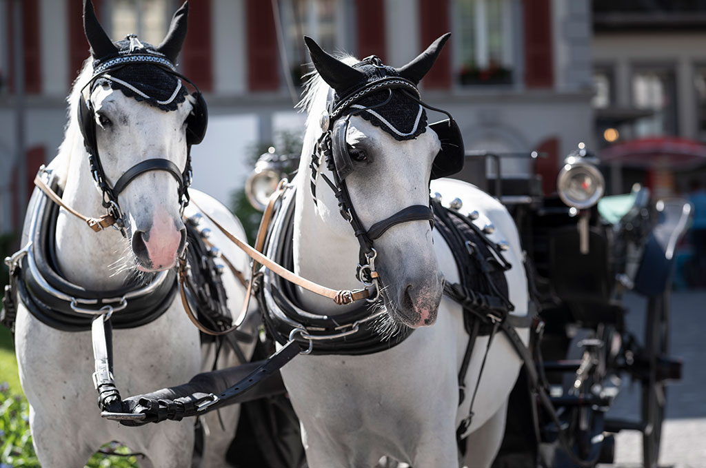 Horse-Drawn Carriage Grand Hotel Zermatterhof